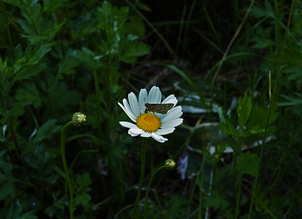 セセリチョウM1000033