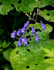 エゾトリカブト