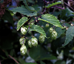 野生のホップ（カラハナソウ）