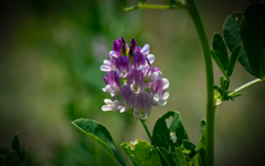 パープルな野花