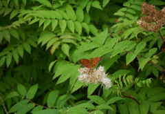 ウラギンヒョウモン