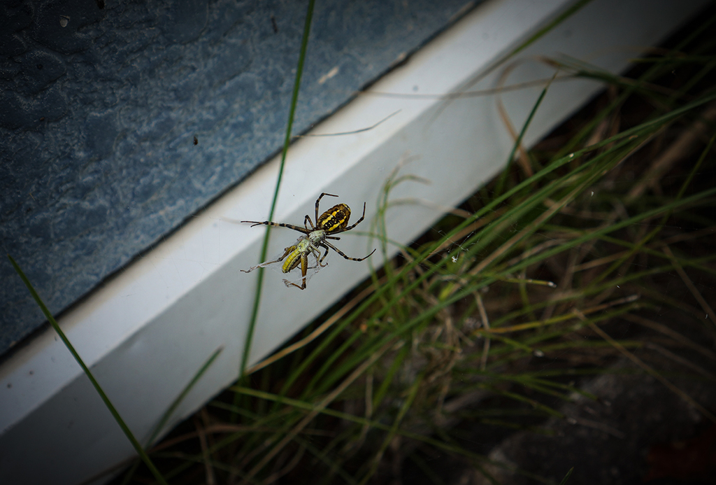 クモ様5日ぶりのご馳走　GYA!!