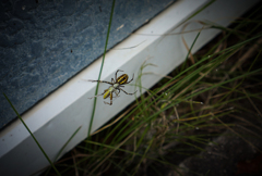 クモ様5日ぶりのご馳走　GYA!!