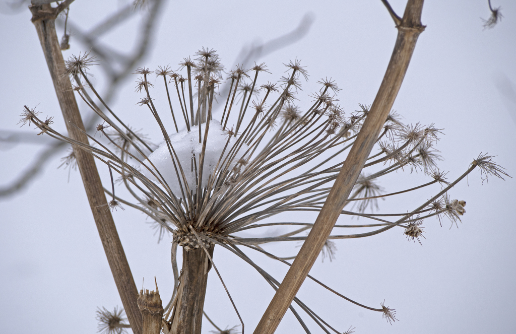 シシウドの雪冠
