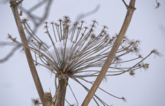 シシウドの雪冠