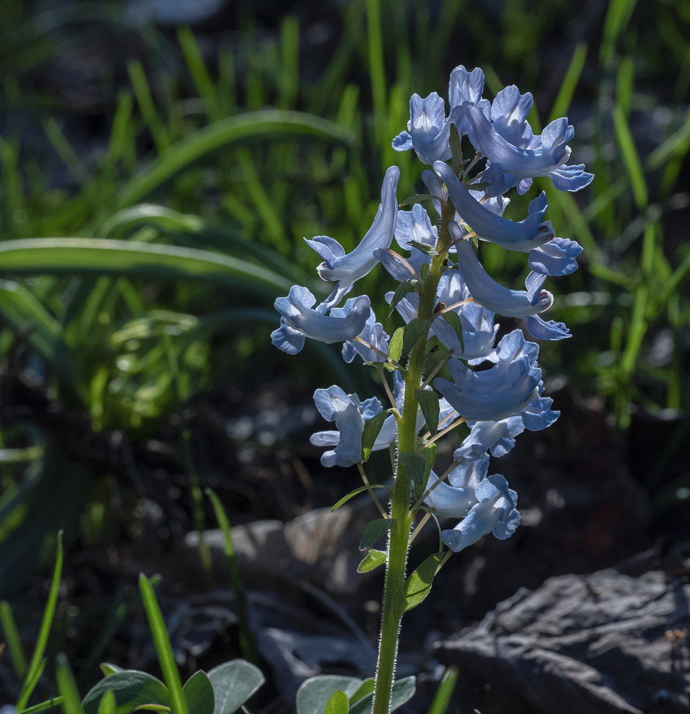 エゾエンゴサク2