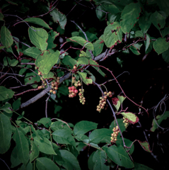 チョウセンゴミシ