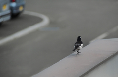 セグロさん陽気につられヒョコヒョコ