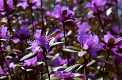 エゾムラサキツツジ