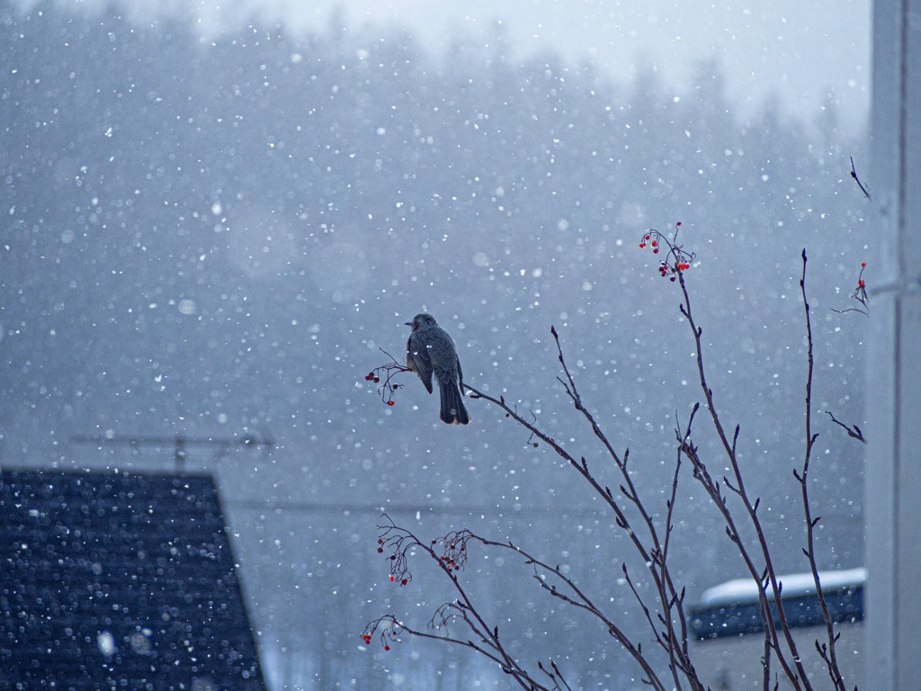 ヒヨとナナカマド