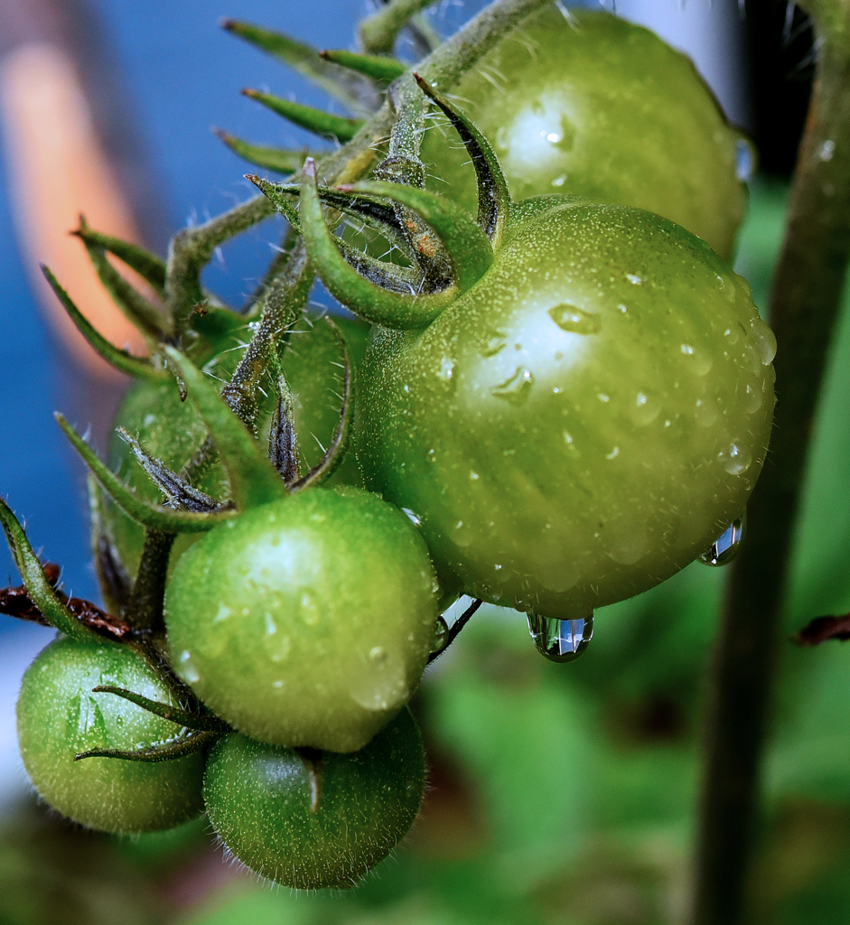 トマト　水滴GG