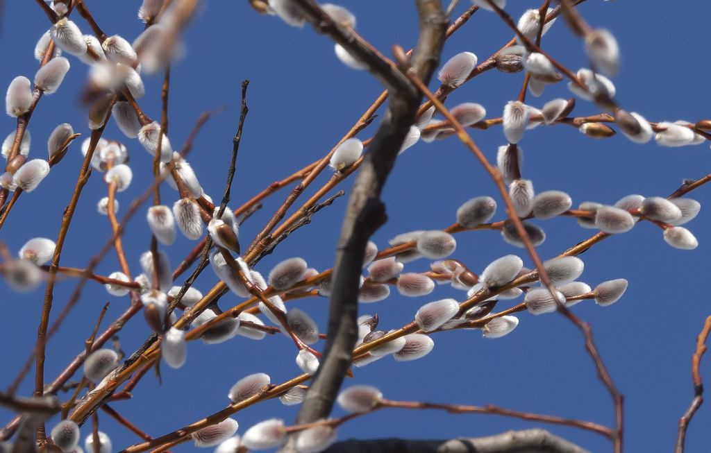 ネコヤナギ１１１