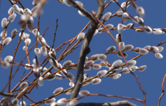 ネコヤナギ１１１