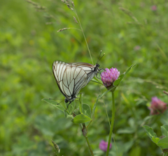 エゾシロチョウC09337