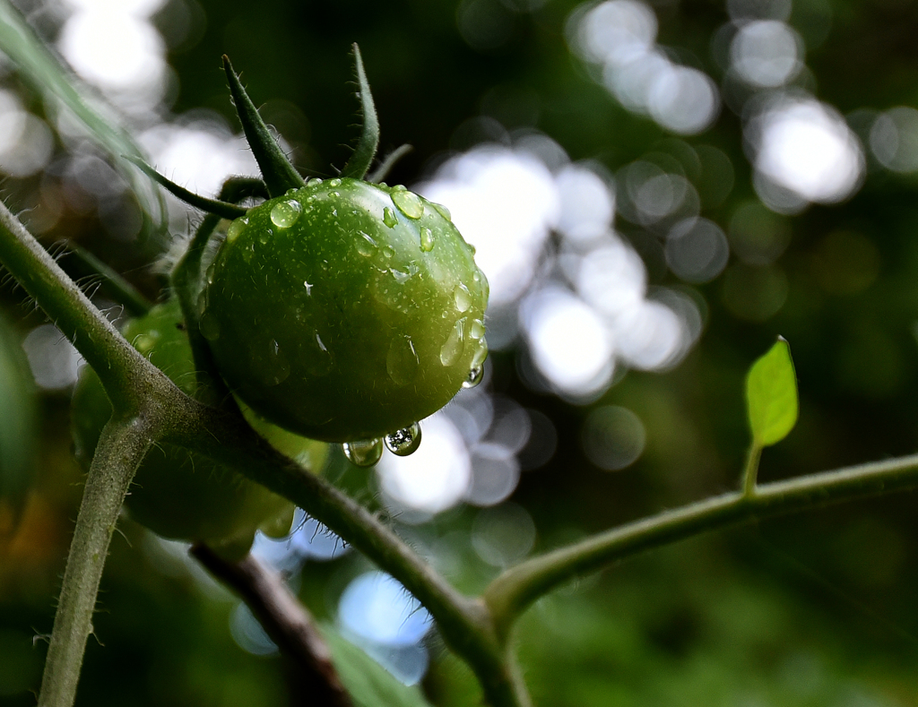 雨上がり　私も赤くなりたい