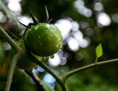 雨上がり　私も赤くなりたい