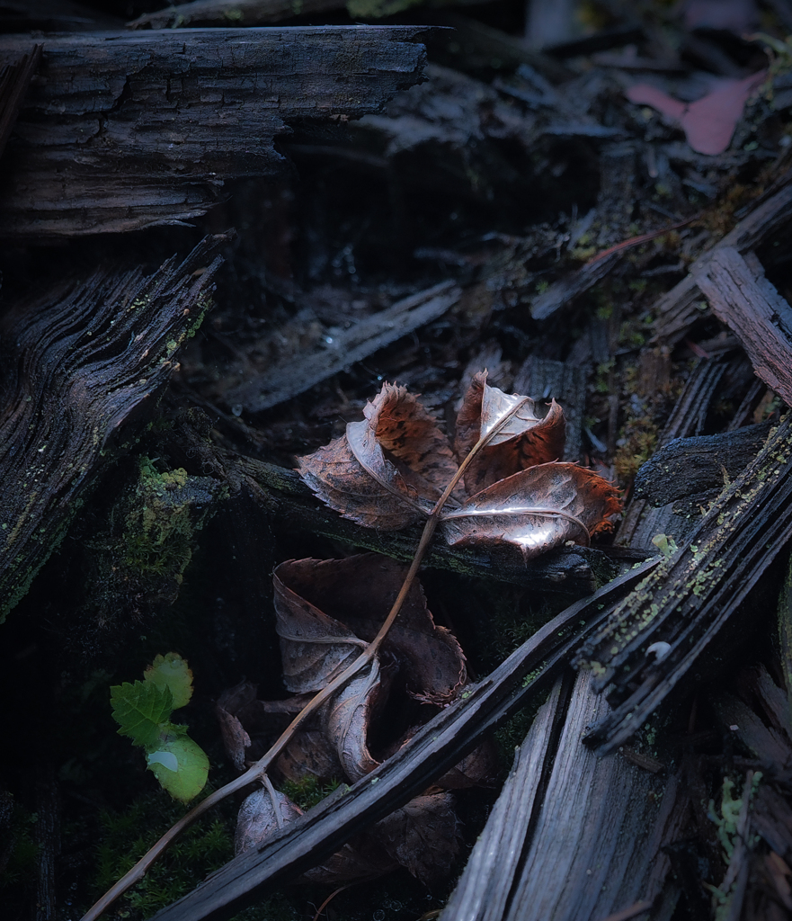 絶えると生きる