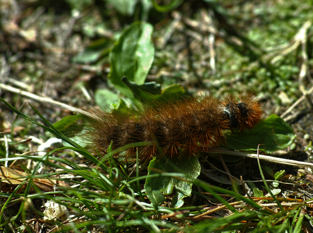 束子のかけら食事中