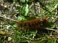 束子のかけら食事中