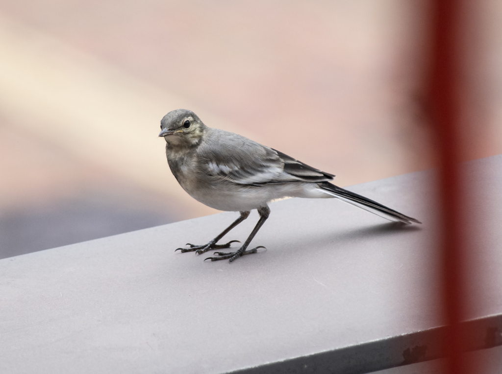 テクテク　セキレイ君