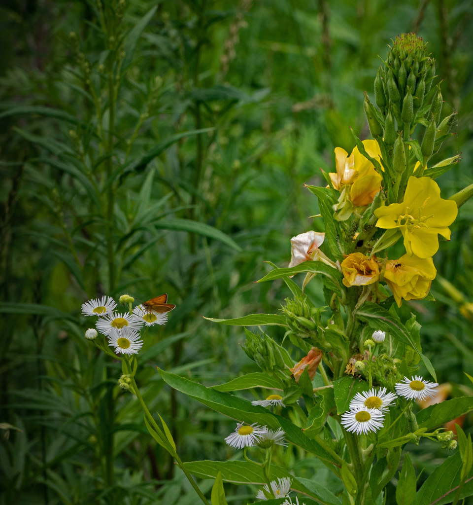 蟻と蝶 それぞれ