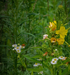 蟻と蝶 それぞれ