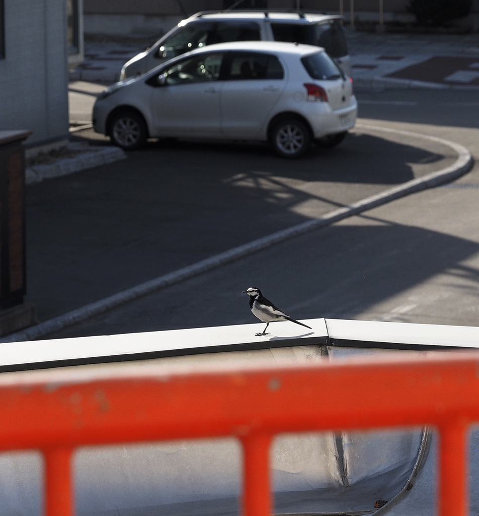 おはよう！セグロ君も早起き