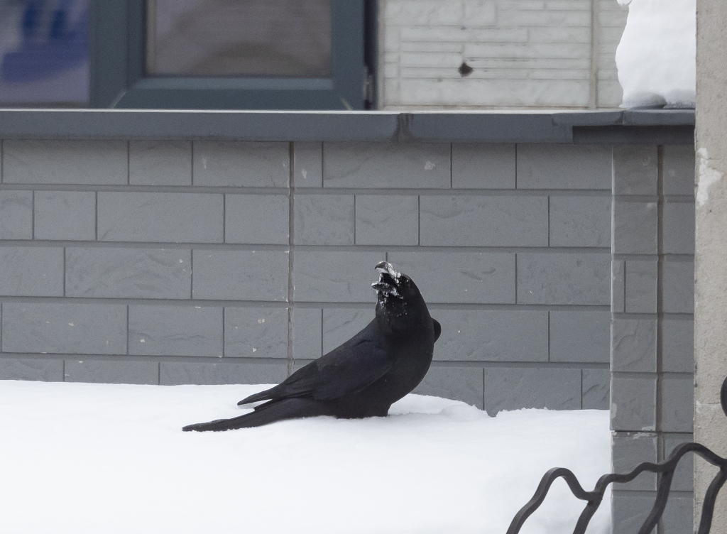 嫌われもの　でも