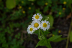 野原でいきいき