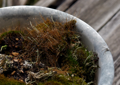 主役苔だが　ちゃっかりと