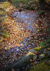 小 池の秋