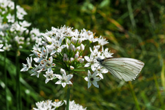 去りゆく夏　蝶の羽哀れ