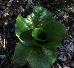 令和 春の姥百合