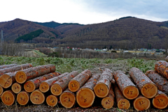 切ったら植えよう