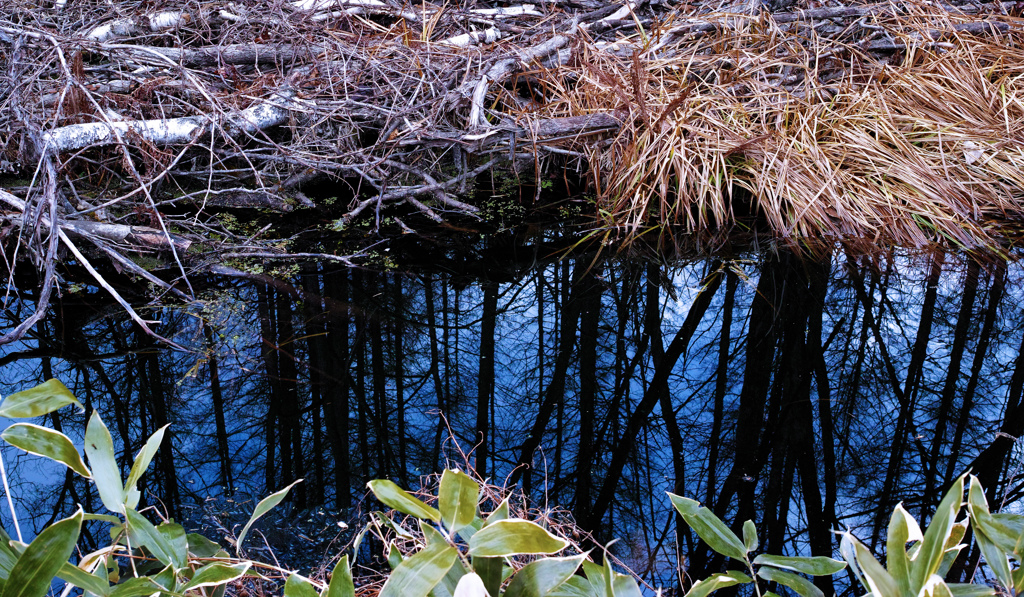森の水鏡