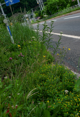 道端でいきいき