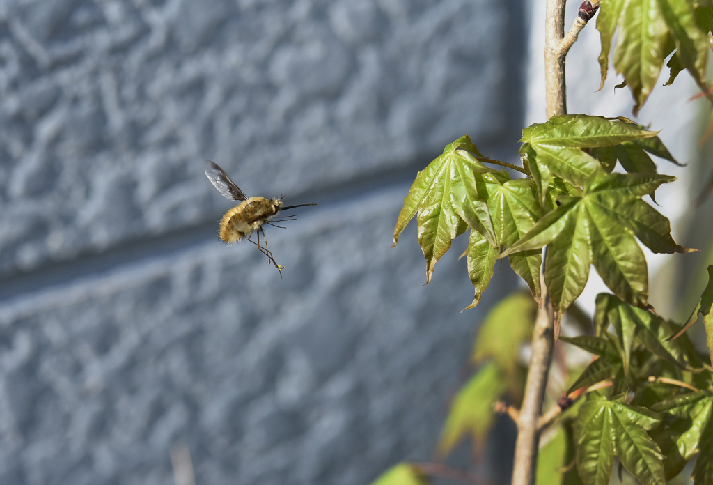 ビロードツリアブ