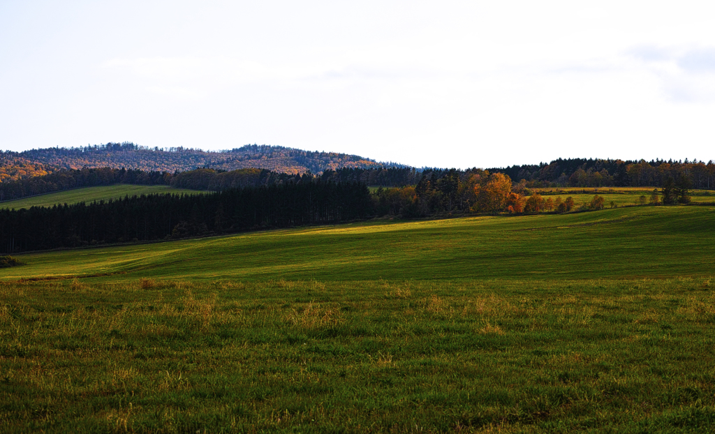 午後の高原牧場 3