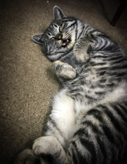 水産会社のねこ