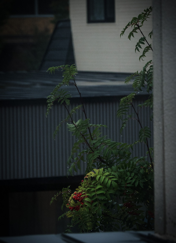 今日のナナカマド