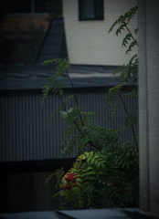 今日のナナカマド