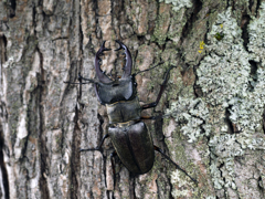 ミヤマクワガタ