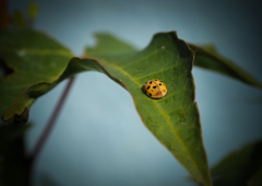 敬老の日だって