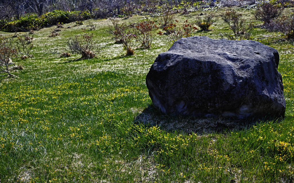 エゾヒメアマナ