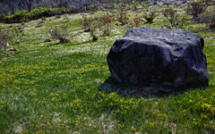 エゾヒメアマナ