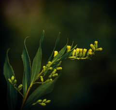 アキノキリンソウ