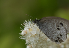 ヒメウラナミジャノメ