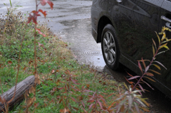 秋の小雨