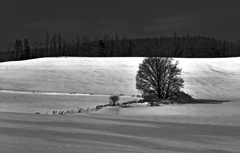 雪原に見とれる樹あり