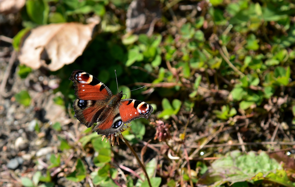 越冬前の腹ごしらえ　孔雀蝶